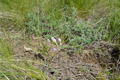 Astragalus glaucus