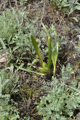 Colchicum bulbocodium
