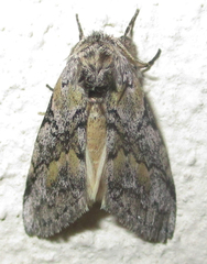 Leptolepida varians