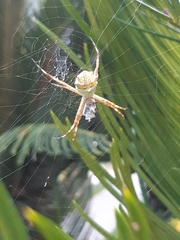 Argiope argentata