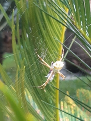 Argiope argentata