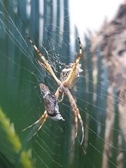 Argiope argentata