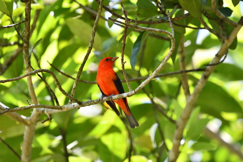 Scarlet Tanager (Piranga olivacea), photo 7