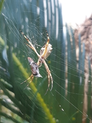 Argiope argentata