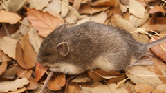 Heteromys irroratus