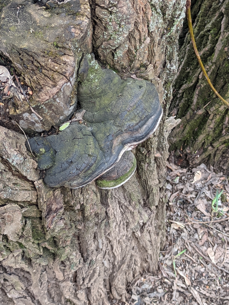 Phellinus igniarius · April 2026 · photo: © naturalist57011 (iNaturalist, cc-by)