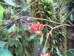 Cyrtochilum serratum