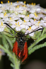 Zygaena purpuralis
