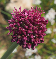 Allium aschersonianum
