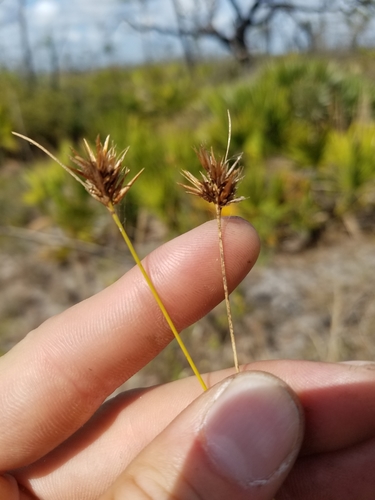 Image of Rhynchospora megaplumosa by (c) Scott Ward, some rights reserved (CC BY)