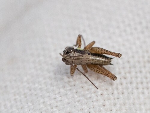 Roesel's Bush-cricket, Tilburg, NL-NB, NL, photo 10 of 10