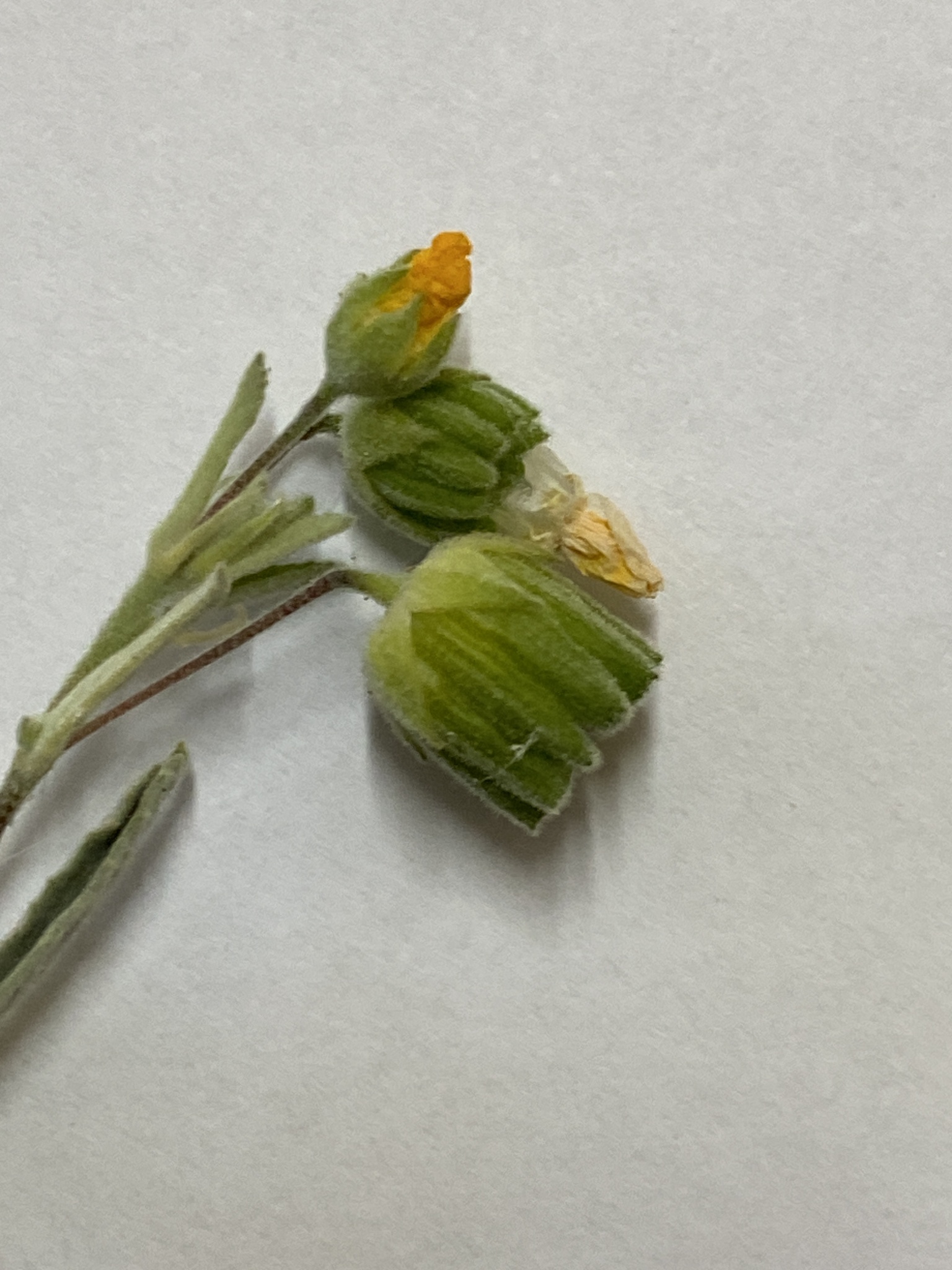Abutilon macrum F.Muell. 2