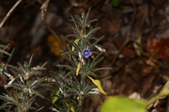 Haplanthodes verticillatus