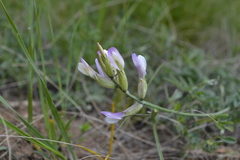 Astragalus glaucus