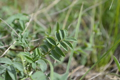 Astragalus glaucus