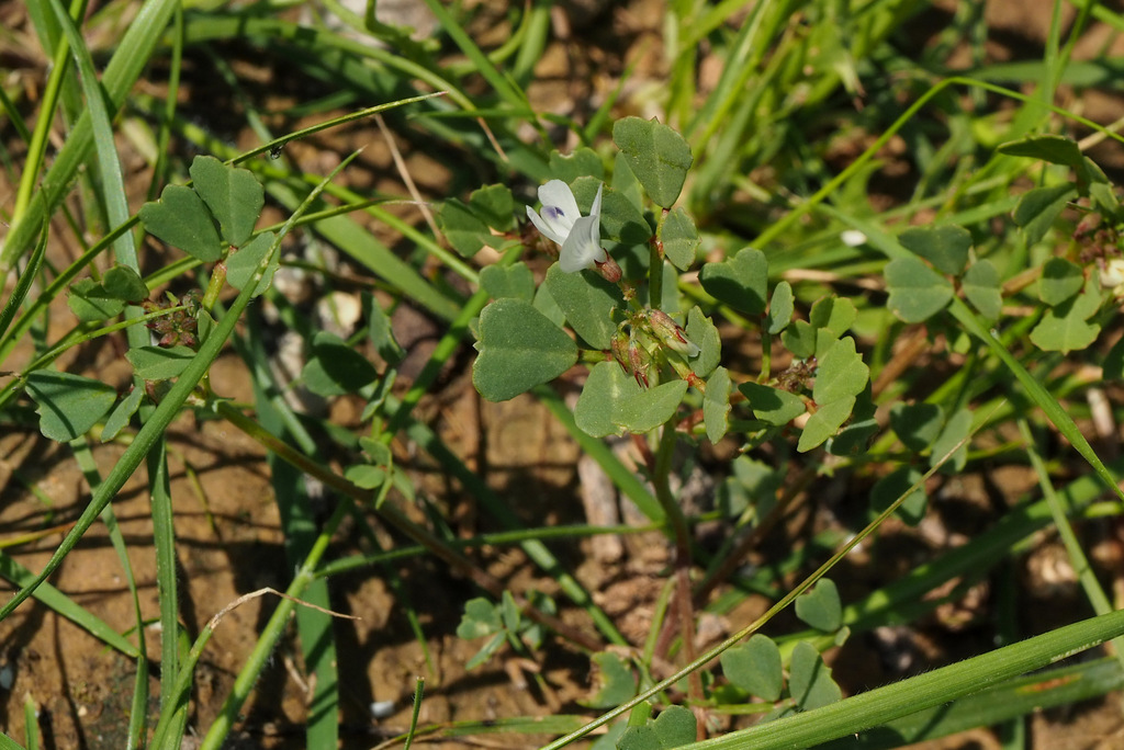 Trigonella schlumbergeri
