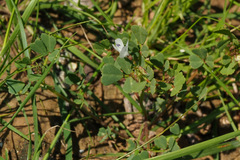 Trigonella schlumbergeri