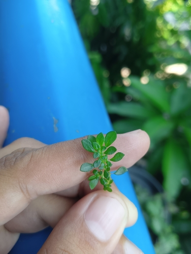 Artillery Plant