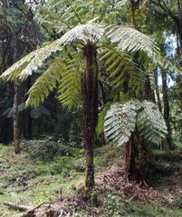 Cyathea divergens
