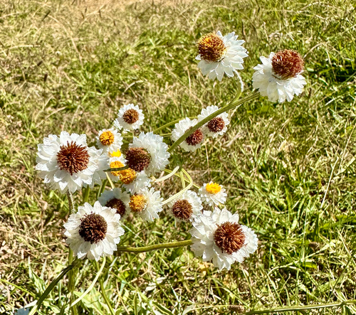 Winged Everlasting Daisy