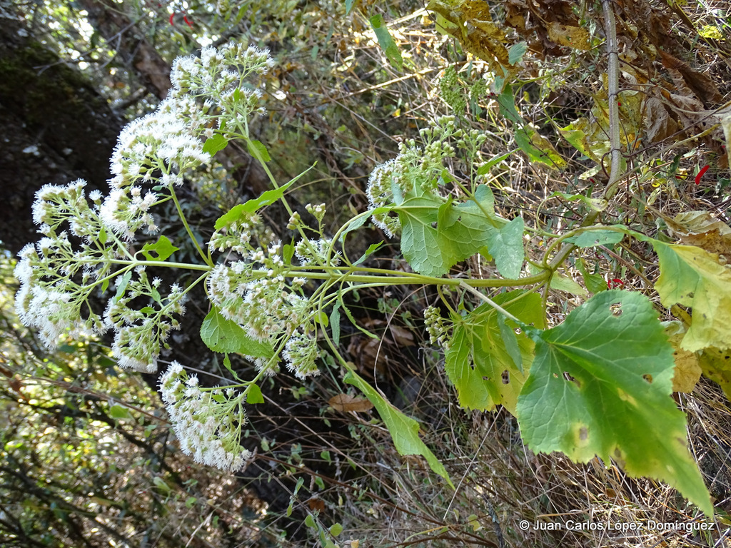 Ageratina pazcuarensis