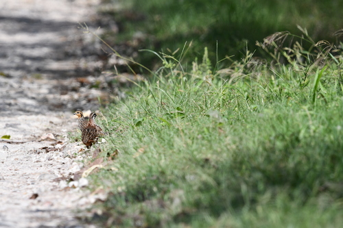 Yucatan Bobwhite (Colinus nigrogularis)