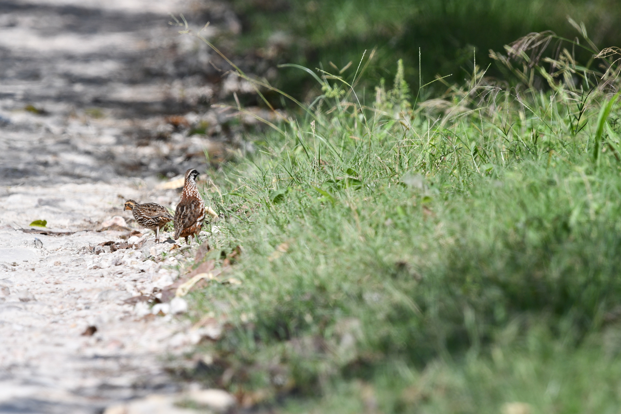 Yucatan Bobwhite (Colinus nigrogularis), photo 2