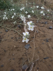 Nerisyrenia camporum