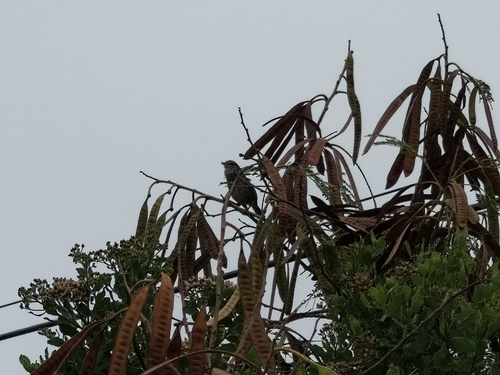Horornis diphone, 2026-04-12