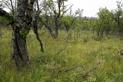 Arctagrostis latifolia