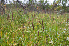 Arctagrostis latifolia