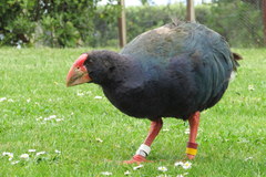 Porphyrio hochstetteri