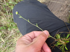 Draba juvenilis