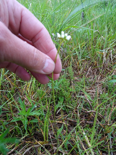 Long-stalk Whitlow-grass