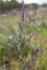 Arctagrostis latifolia