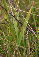 Arctagrostis latifolia