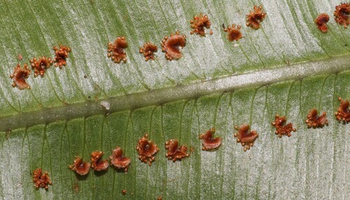 Oleandra neriiformis observed 2025-12-09