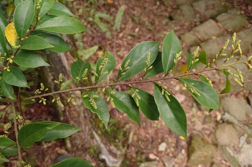 Antidesma japonicum, photograph 3
