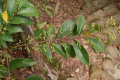 Antidesma japonicum, photograph (c) 如此甚好, some rights reserved (CC BY)