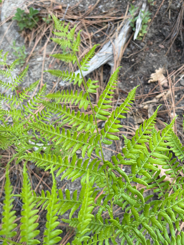 iNaturalist observation photo of common bracken