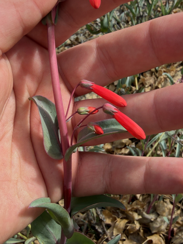 iNaturalist observation photo of scarlet bugler