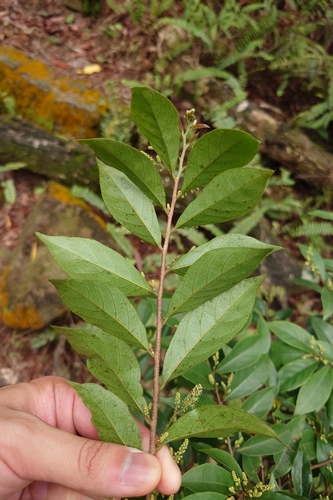 Antidesma japonicum, photograph 4