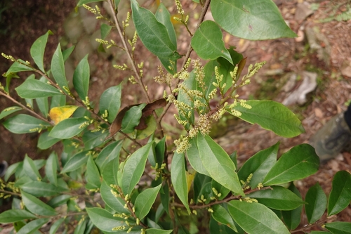 Antidesma japonicum, photograph 5