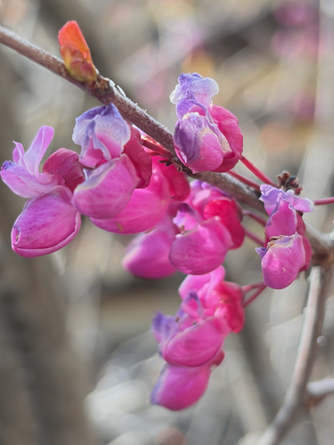 iNaturalist observation photo of redbuds