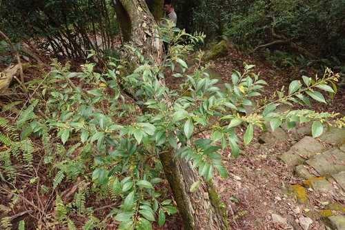 Antidesma japonicum, photograph 6