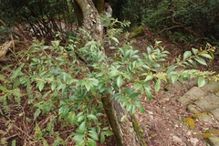 Antidesma japonicum, photograph (c) 如此甚好, some rights reserved (CC BY)