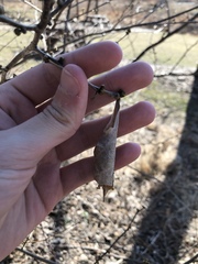 Callosamia promethea