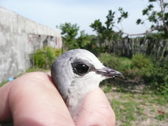 Turtur abyssinicus