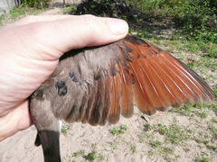 Turtur abyssinicus