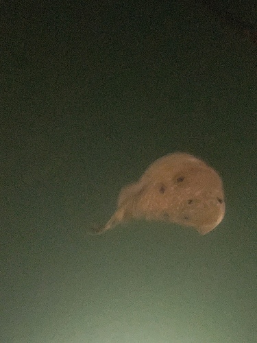 Torpedo torpedo